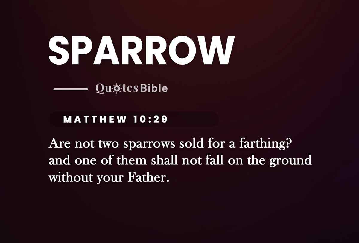 sparrow bible verses photo